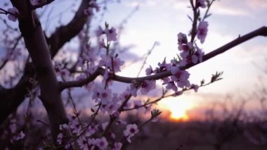 Bahar bahçesi, güzel pembe çiçekler meyve kayısı ağacının üzerinde Sunset 'teki bahçede yakın plan.