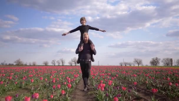 Happy childhood, Germans man with smiling kid boy spread arms to side sitting on shoulders walk across floret meadow of tulips — Stock Video