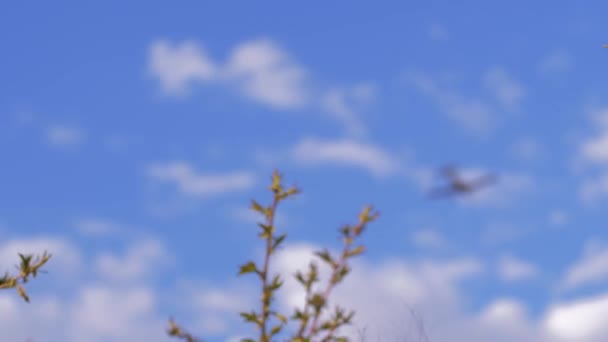 Neem me mee, kleine jongen heft zijn handen op naar een vliegtuig vliegend in een helderblauwe lucht — Stockvideo