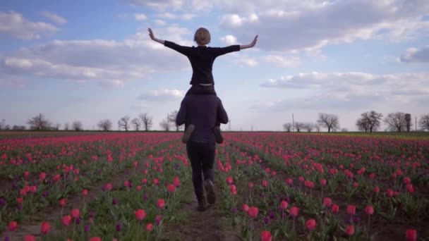 Young dad with child boy spread arms to side sitting on shoulders run around across flowers meadow of tulips — Stock Video