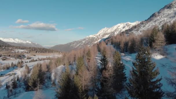 Mountain landscape in snow with fir trees against sky, drone view — Stock Video