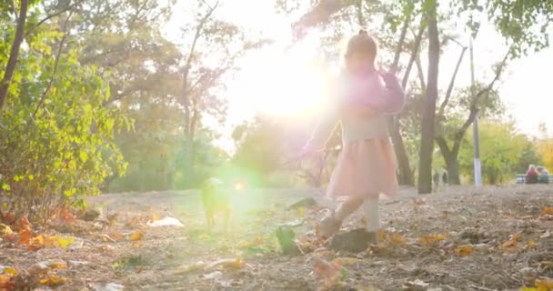 Ребенок гуляет с собакой на поводке в солнечный день на фоне зеленых деревьев в осеннем парке — стоковое видео