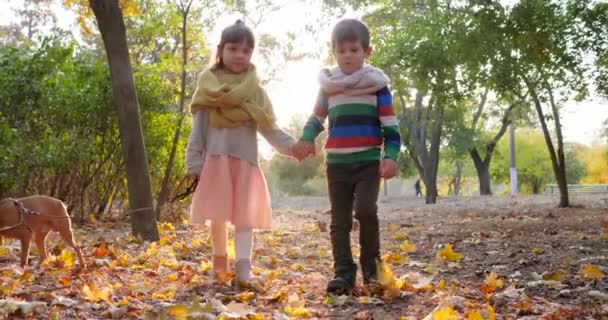 Meisje houdt de hond door riem en wandelingen met jongen op gele bladeren in backlight in de herfst park, eerste liefde — Stockvideo
