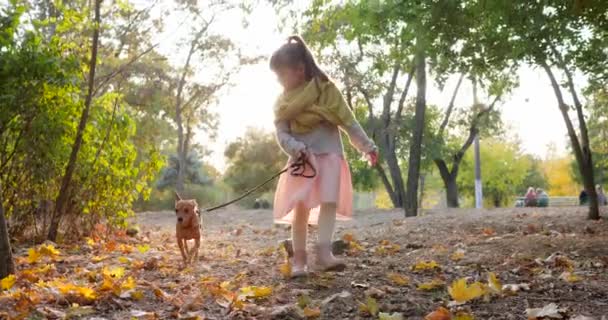 Дитина гуляє з маленькою собакою на повідку в сонячний день на фоні дерев восени на природі — стокове відео