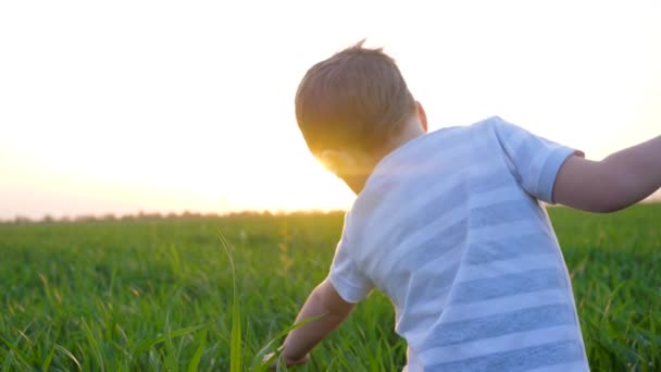 Niño camina en el campo de verano y toca la hierba fresca en la mañana a la luz del sol — Vídeos de Stock