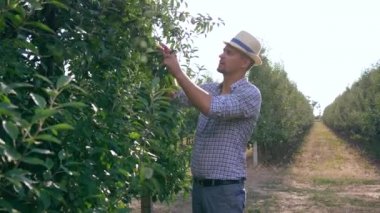 Hasır şapkalı bir elma çiftçisi güneşli bir günde meyve dalında meyve teftişi yapıyor.