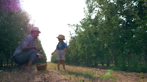 Jardinero de manzana juega con su hijo en el jardín, padre e hijo en sombreros de paja se tiran fruta a la luz del sol — Vídeos de Stock