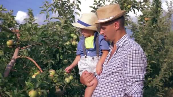 Семья в яблоневом саду, маленький мальчик помогает и забирает фрукты с дерева на руках отца в летний день на открытом воздухе — стоковое видео