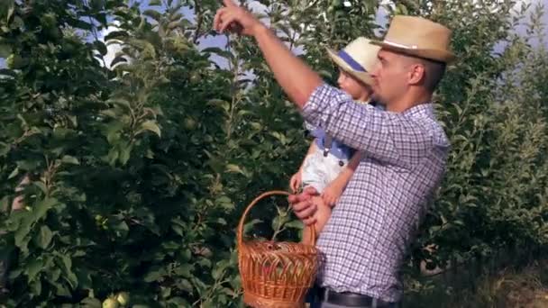 Familjen plockar äpplen i fruktträdgården, far håller son på händer med en korg frukt på plantagen — Stockvideo