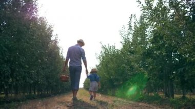 Elma bahçesinde hasat, şapkalı bir çocuk güneş ışığında bir sepet meyveyle yürüyor.