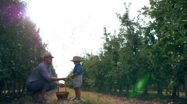Baba oğul ilişkisi, aile güneşli gökyüzünün ve uçan kuşların arka planında elma bahçesinde eğleniyor.