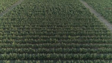 Elma bahçeli hava video tarlaları, yavaş çekimde düzenli meyve ağaçları.