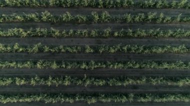 Elma bahçesinin havadan görünüşü, yavaş çekimde yeşil meyve ağaçları.