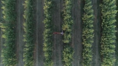 Doğada rahatla, hamakta yatan genç bir kadının elma bahçesindeki bir sepet meyveyle havadan drone çekimi.