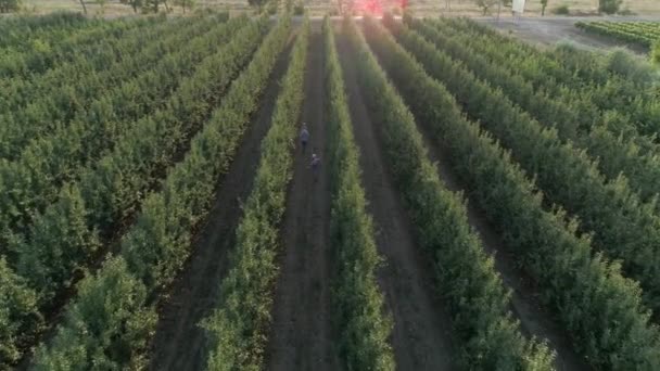 Glückliche junge Familie wandert zwischen grünen Baumreihen und genießt die Natur, Luftaufnahme über den Apfelgarten — Stockvideo