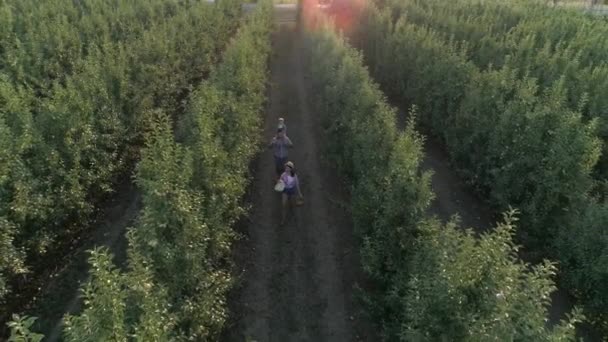 Familia en la naturaleza, vista del dron sobre la mujer joven lanza sombrero en el aire mientras camina en el huerto de manzanas en cámara lenta — Vídeos de Stock