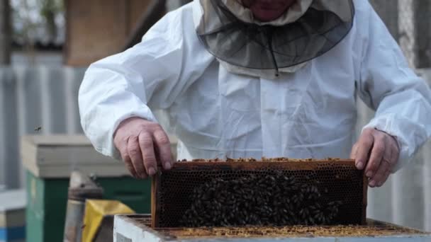 Organik iş, koruyucu kıyafetli erkek arı yetiştiricisi bal hasadını kontrol etmek için arı kovanlarından bal peteğini alıp geri bırakıyor. — Stok video