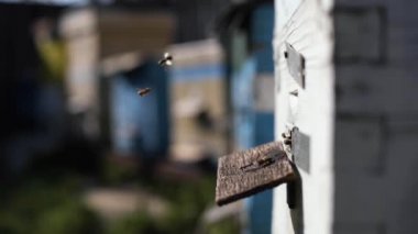 sağlıklı organik bal çiftliği, arılar toplanan çiçek nektarı ve polenle kovanına geri dönerler.