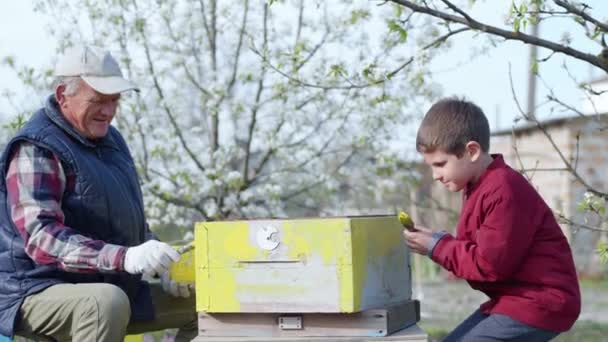 Männliches Kind hilft seinem geliebten Großvater alte Bienenstöcke für Bienen zuzubereiten, ein älterer Mann und ein Junge bemalen Bienenstöcke — Stockvideo