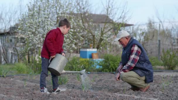 Agricoltura, ragazzo aiuta il suo vecchio nonno insieme e innaffiato giovani piantine in giardino con un annaffiatoio — Video Stock