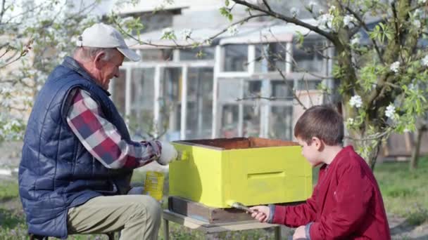 Бджільництво, щасливі дружні родичі, старий чоловік і його онук працюють разом з фарбою для дерева і фарбують дерев'яний вулик для бджіл — стокове відео