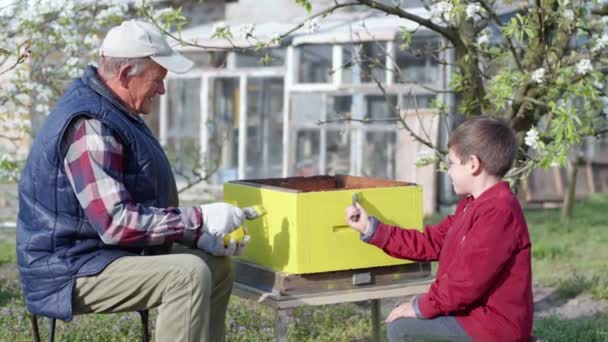 Bijenteelt, hardwerkende familie oude grootvader en zijn kleinzoon werken samen in een bijenstal, bereiden een bijenkorf voor op het zomerseizoen — Stockvideo