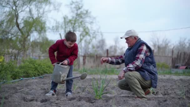 Jordbruk, äldre manlig bonde med en liten pojke vattnade unga plantor från en vattenkanna — Stockvideo