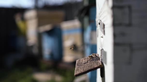 Здорове органічне медове господарство, бджоли повертаються до вулика зі збираним квітковим нектаром і пилком в теплий весняний сезон — стокове відео