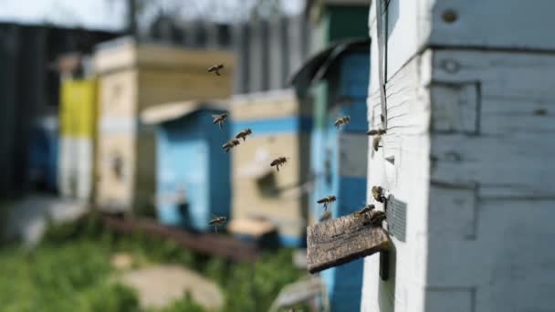 Egészséges ökológiai mézfarm, keményen dolgozó méhrajok virágport gyűjtenek a virágzó virágokról, majd visszatérnek a kaptárba, hogy nektárt dolgozzanak fel mézként, és befedjék méhsejtekkel. — Stock videók
