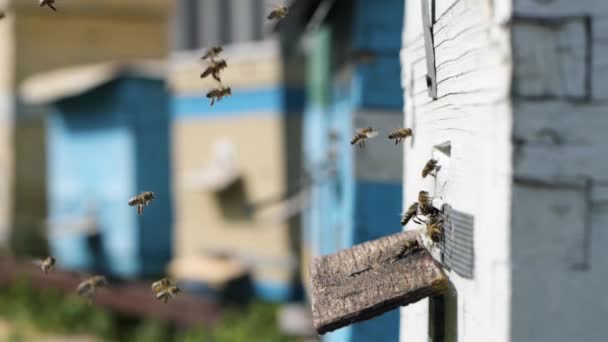 Méhészet, egy rajnyi keményen dolgozó méhecske virágport hoz a kaptárukba, hogy nektárból mézet csináljanak. — Stock videók