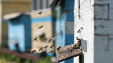 Arı sürüsü, çiçek açan bitkilerden toplanan nektar toplarını arıların arka planındaki organik bir çiftlikte bal ve bal peteği işlemek için kovanlarına getirir.