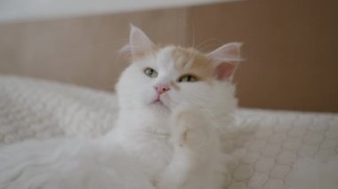 Eve güzel kedi dilini yıkıyor, mutlu kedi ellerini yıkıyor ve onun patisini yalıyor.