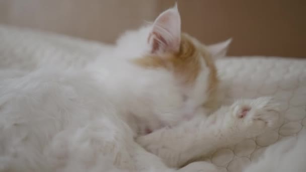 Geliefde huisdier, pluizige kat likt zijn poot terwijl liggend op de bank in de kamer — Stockvideo