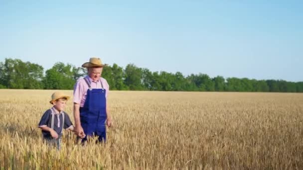 Zemědělství, postarší starý farmář dědeček vypráví svému vnukovi v slaměných čepicích o rodinném podniku, zatímco drží zralé uši pšenice ve svých rukou — Stock video