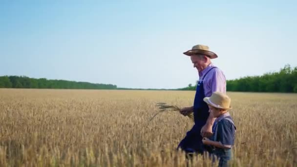 Farmaření, dědeček vypráví vnoučkovi v slaměných čepicích o zemědělství při držení zralých uší pšenice — Stock video
