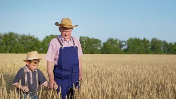 Αρσενικό παιδί κρατά το χέρι ενός ηλικιωμένου αγρότη κρατώντας αυτιά σιταριού και περπατά μέσα από ένα χωράφι σιταριού — Αρχείο Βίντεο