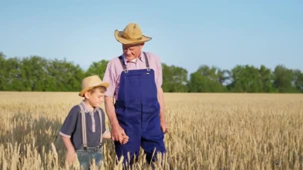 Сезон збору врожаю, хлопець тримає руку літнього фермера, тримає вуха пшениці і проходить через пшеничне поле — стокове відео