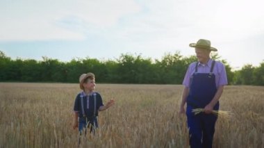 Hasır şapkalı yaşlı çiftçi büyükbaba hasat tarlalarında yürüyor.