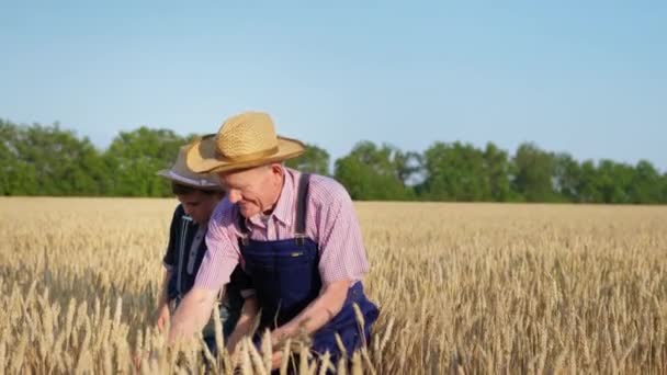 Avô agricultor e neto em chapéus de palha sentar no campo de trigo inspecionando espigas maduras de trigo — Vídeo de Stock