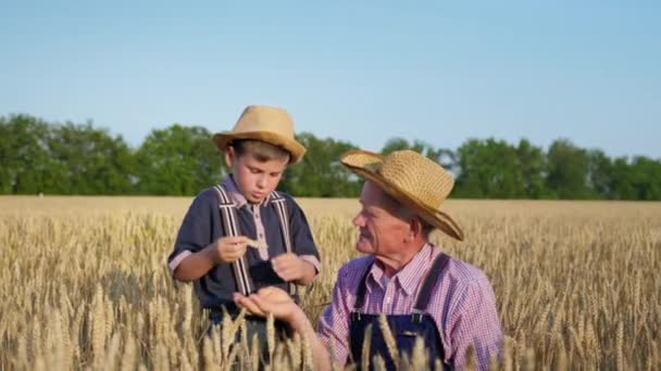 Cosecha madura, anciano con niño varón inspeccionar las espigas maduras de trigo mientras camina en el campo — Vídeo de stock