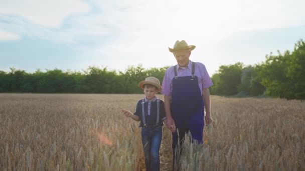 Anciano abuelo ranchero con su nieto varón en sombrero de paja camina a través de los campos de trigo en el momento de la cosecha — Vídeos de Stock