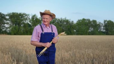 Hasır şapkalı yaşlı çiftçi ellerinde buğday kulaklarıyla.