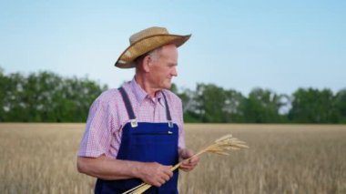 İyi hasat, neşeli yaşlı tarım işadamı elinde buğday kulakları olan çiftçi tarlayı teftiş ediyor.