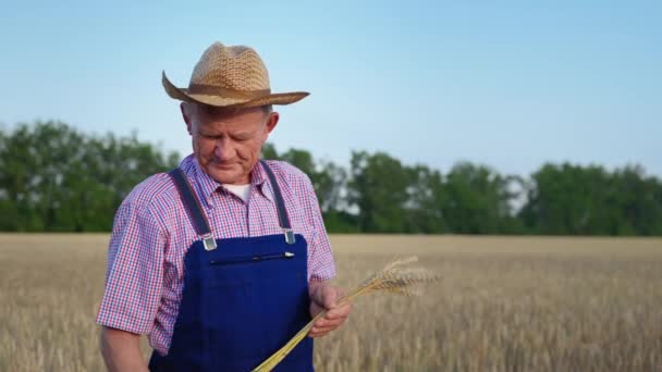 Eco bio food est cultivé avec soin, un agriculteur âgé en chapeau de soleil inspecte les épis de blé dans ses mains dans le champ — Video