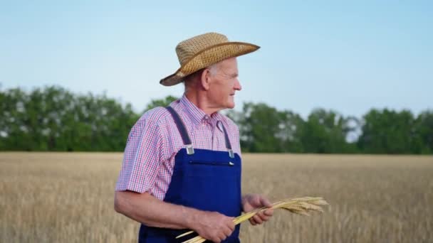 Portret van een oudere boer met hoed en overalls met tarweoren in zijn handen — Stockvideo