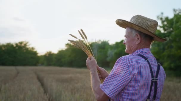 Sabio viejo granjero con sombrero sostiene espigas de trigo en su mano y las mira en medio del campo de oro — Vídeo de stock