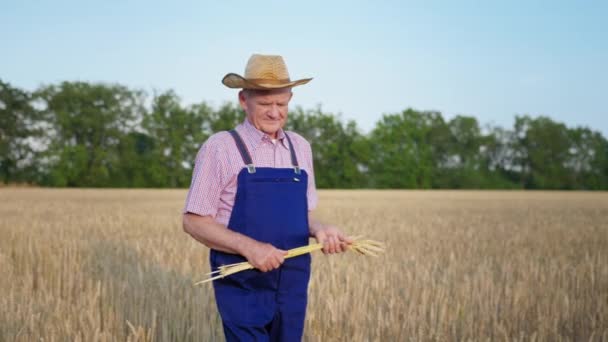 Γεωργοκτηνοτροφία, ηλικιωμένος άνδρας αγρότης με ψάθινο καπέλο με αυτιά σιταριού στα χέρια κάθεται στον αγρό σιταριού — Αρχείο Βίντεο