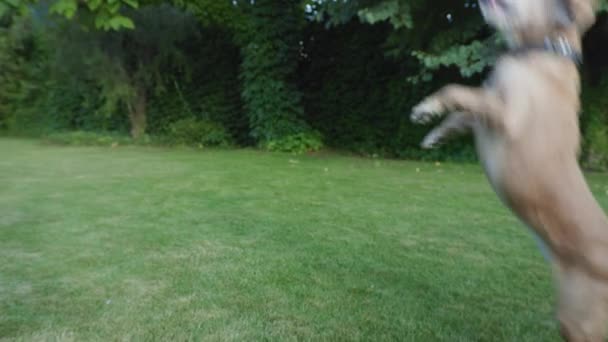 Spaniel hund utomhus, små husdjur hoppar och skäller glatt på den gröna gräsmattan när du går i parken — Stockvideo