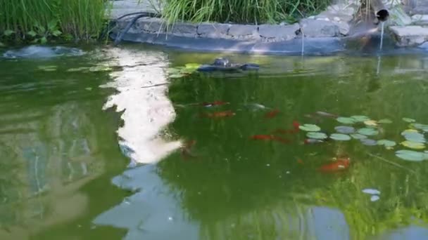 Grupp av olika färgglada koi fisk simmar i damm, vita och orange karpar i vatten — Stockvideo