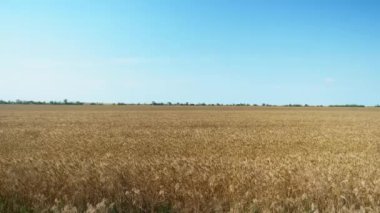 Çocuklar buğday tarlasında koşar, oğlan durur ve mavi gökyüzünün arka planında ağır çekimde kaçan kızlara bakar.
